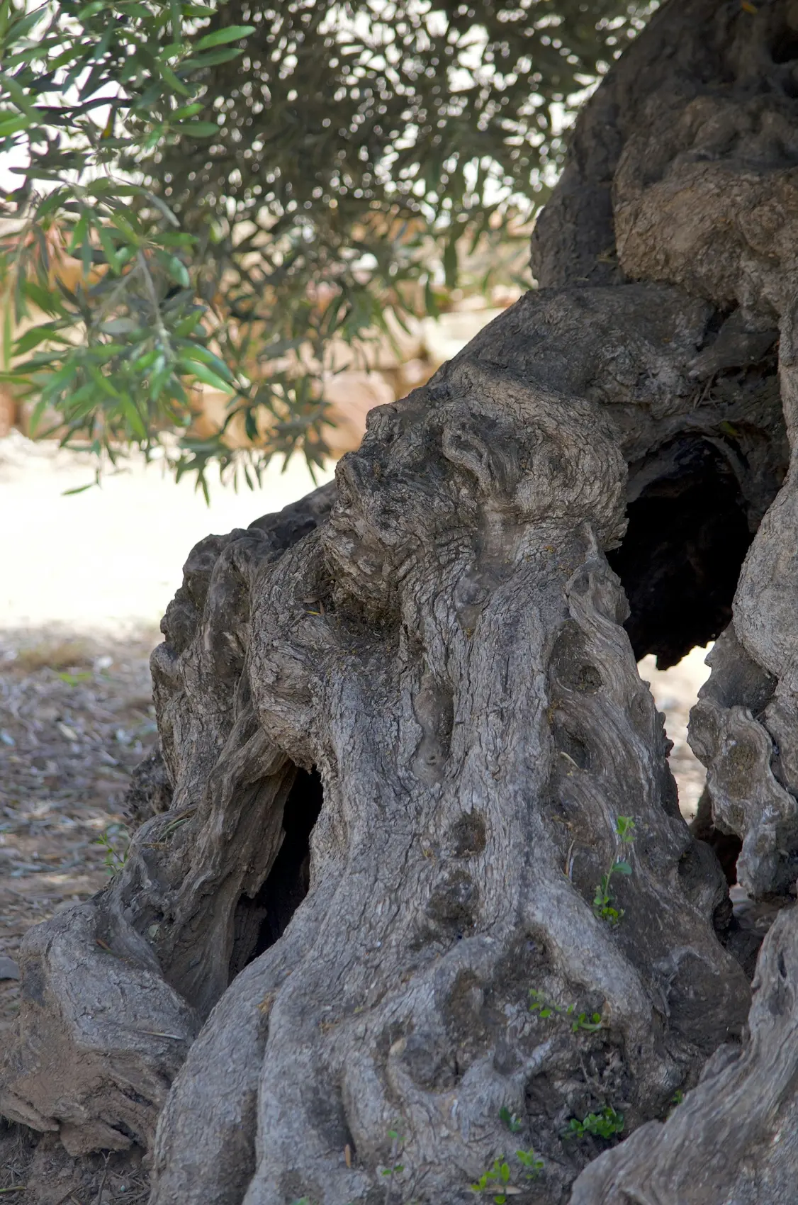 Tronco antico di ulivo, contorto e scavato dal tempo